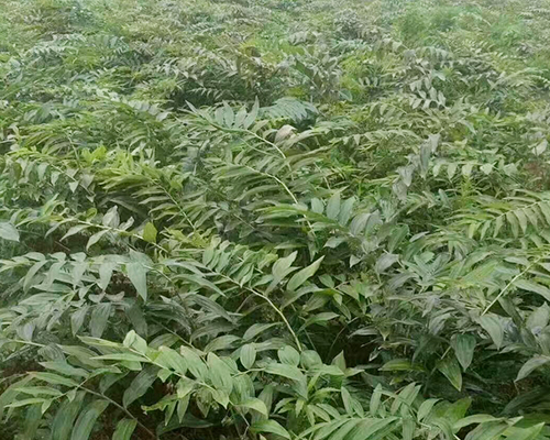 黄精